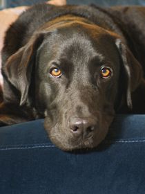 Dans la peau de nos animaux